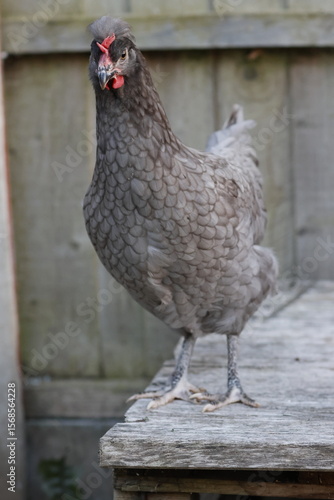 free range chicken