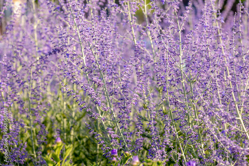 Selective focus purple blue spire flowers in the garden with warm sunlight, Salvia yangii or Perovskia atriplicifolia is a flowering herbaceous perennial plant and subshrub, Natural floral background.