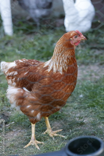 chicken on the farm