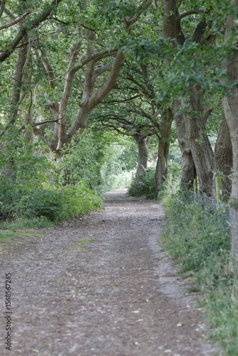 path in the woods