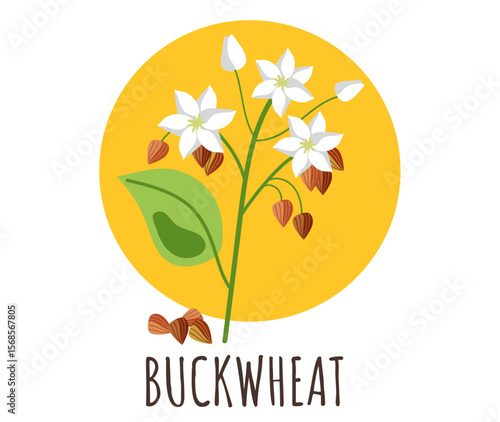 Buckwheat isolated concept. Vector graphic design illustration