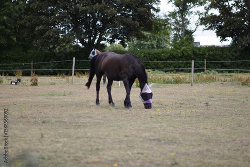 horse and foal in a field