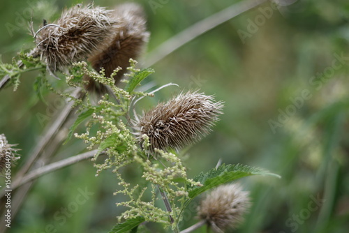 dry thistle flower