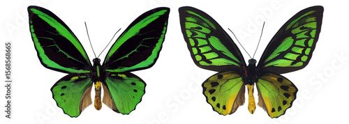 A vibrant male green birdwings butterfly, Ornithoptera priamus, is showcased from both sides. The striking green and black patterns highlight its beauty in isolation, revealing details of its wings.