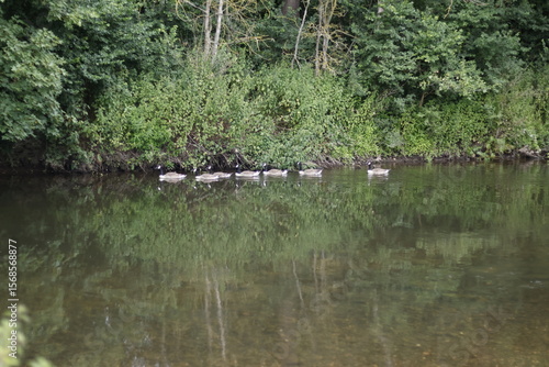 ducks in the pond