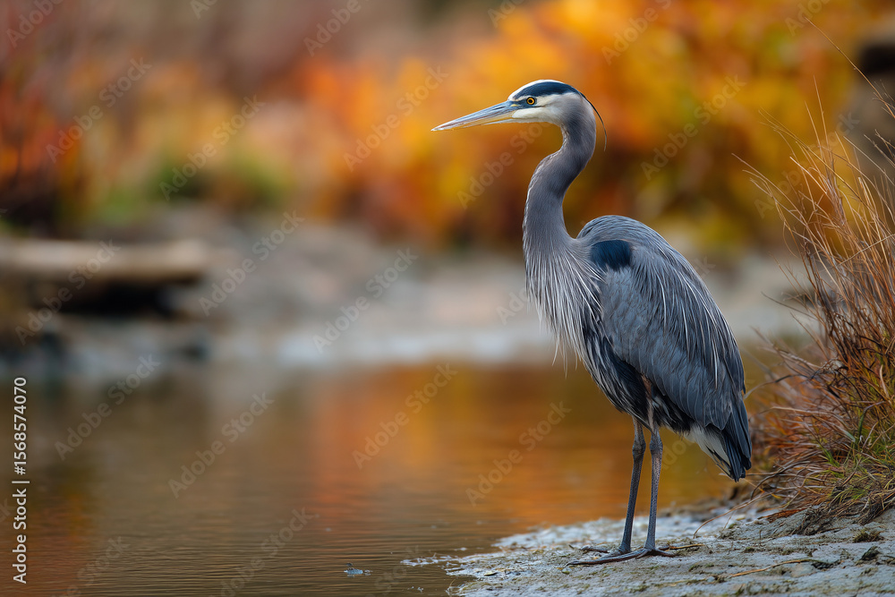 Fototapeta premium Great Blue Heron - Standing on Riverbank in Autumn - Water, Bird,