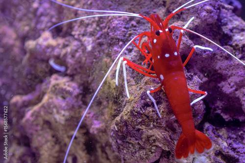 Blood Red Fire Shrimp on Live Rock in Saltwater Aquarium