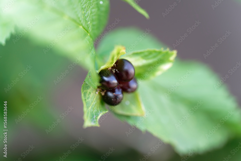 White kerria fruit White kerria fruit