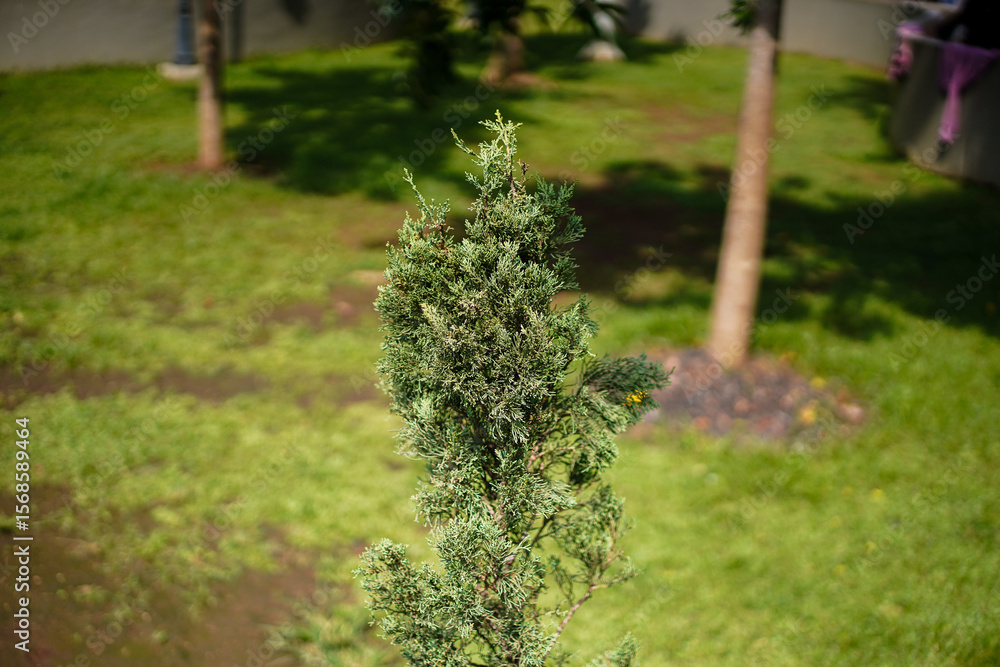 Obraz premium A vibrant green juniper stands gracefully amidst a blurred background of lush grass and sturdy trees, creating a serene, natural composition ideal for various visual projects.