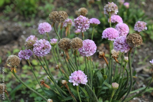 purple flowers in the garden