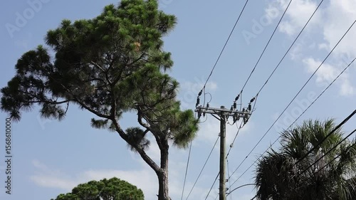 A video of a pine tree and power lines in a neighborhood