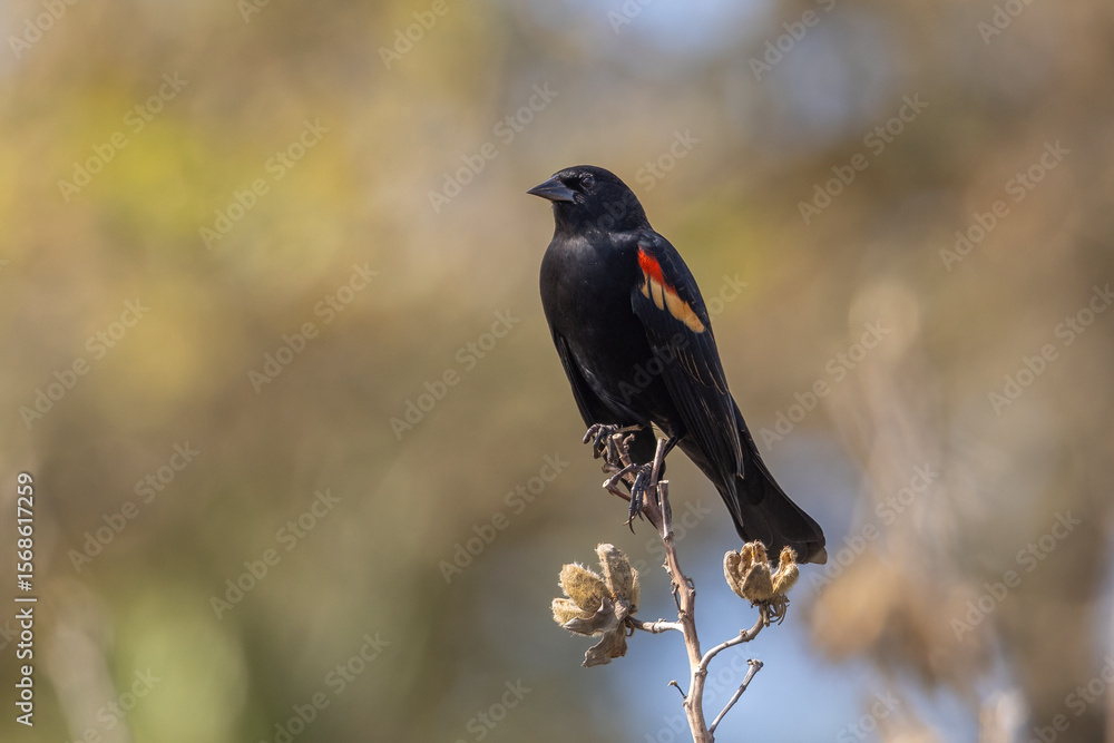 Obraz premium A male red-winged blackbird perched on vegetation