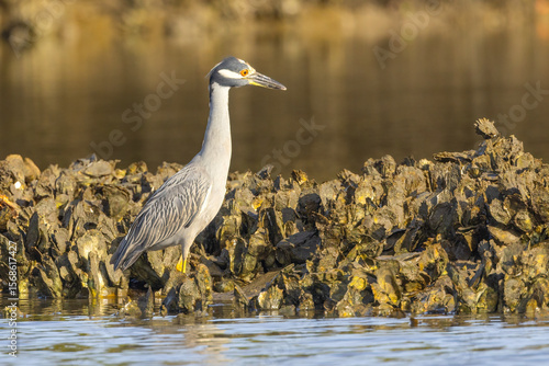 A black-crowned night heron standing among oysters in the estuary in Florida
