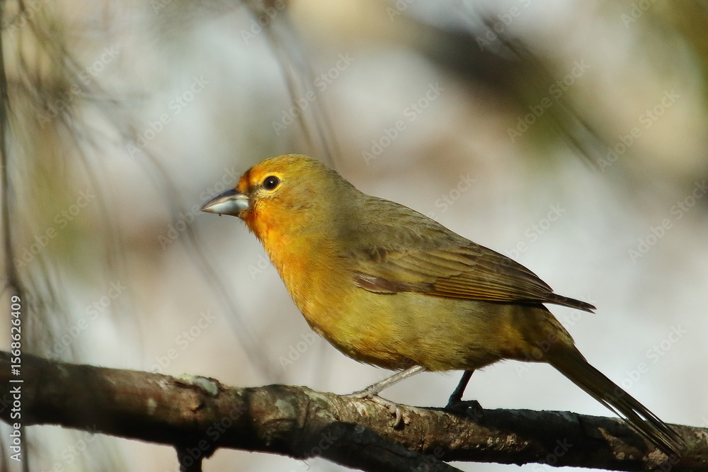Fototapeta premium Hepatic tanager - female (Piranga flava)