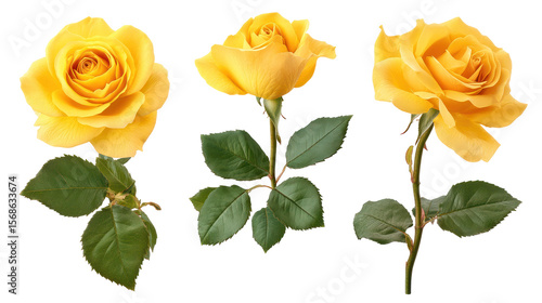 Fototapeta Naklejka Na Ścianę i Meble -   Set of Isolated Vivid Yellow Rose Flowers - High-resolution bright yellow rose blossoms on transparent background