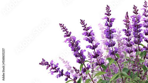  Set of Mexican Bush Sage (Salvia leucantha) - Cluster of vibrant Mexican bush sage plants with purple flowers on transparent background