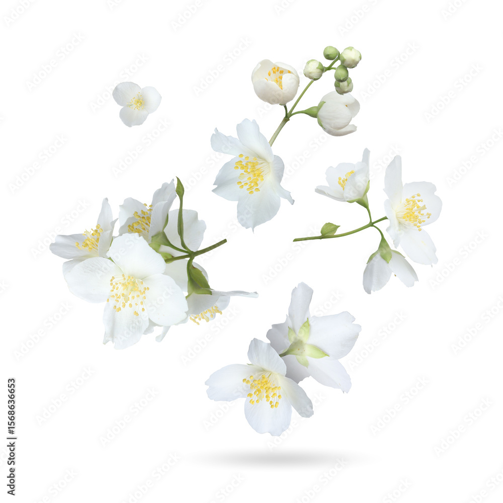 Obraz premium Beautiful jasmine flowers falling on white background