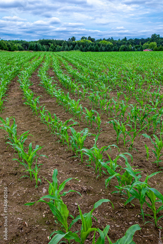 Rows of young corn stalks in a central Wiscosin farmers field in early summer