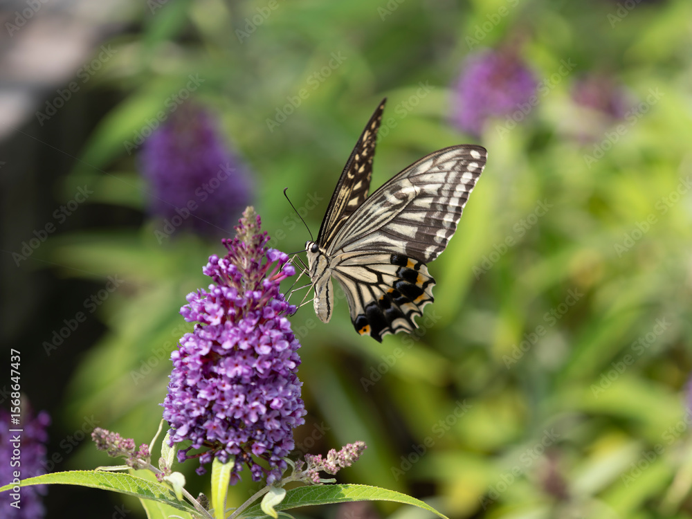Obraz premium 花の蜜を吸うアゲハチョウ