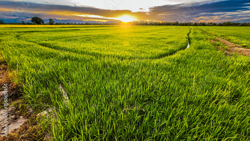 rice field in thailand