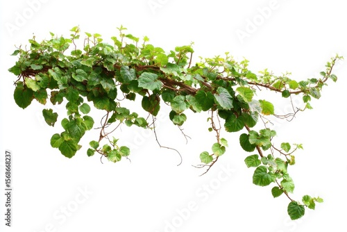 Isolated jungle vine plant Cayratia trifolia on a white background