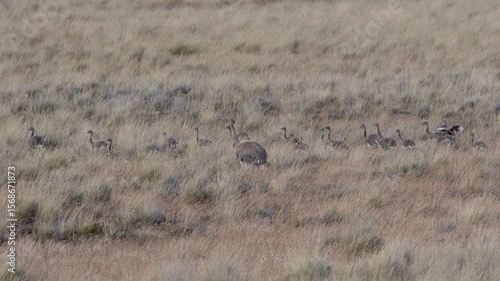 rhea pennata - ñandu - choique