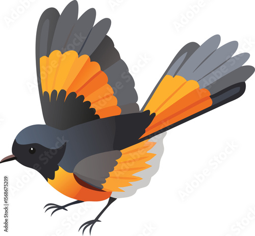 An American redstart fanning its tail, displaying beautiful orange colors.
