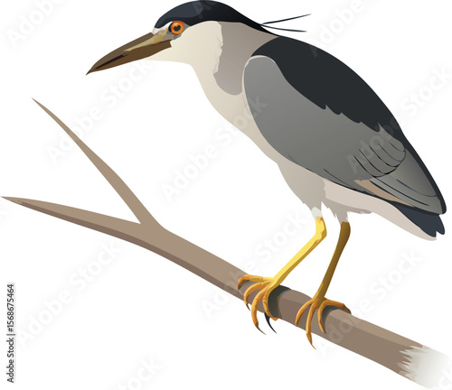 A black-crowned night heron hunched on a branch, waiting patiently.