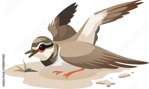 A killdeer bird feigning injury on the ground, its wings spread wide to distract.