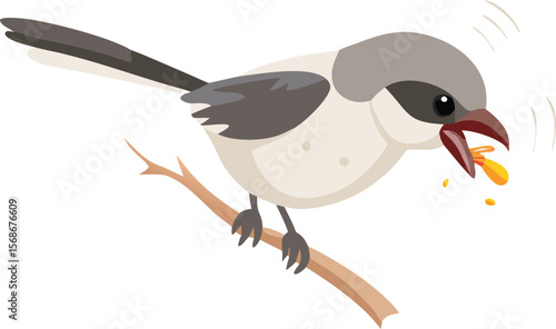 A loggerhead shrike impaling an insect on a thorn, illustrating its hunting behavior.