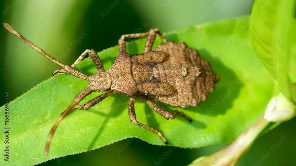 A leaf-footed bug, showcasing intricate details, rests on a vibrant green leaf in bright sunlight. A leaf-footed bug, showcasing intricate details, rests on a vibrant green leaf in bright sunlight.