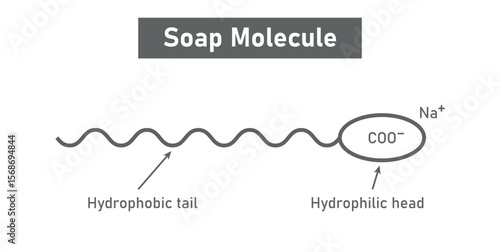 Soap Molecule structure. Hydrophobic tail and hydrophilic head.