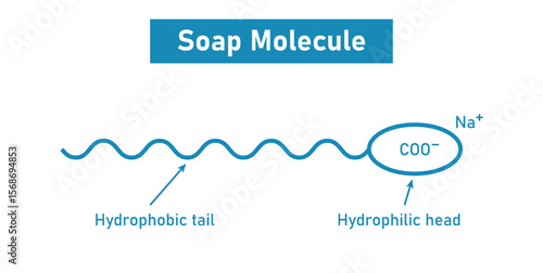 Soap Molecule structure. Hydrophobic tail and hydrophilic head.
