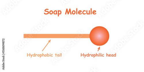 Soap Molecule structure. Hydrophobic tail and hydrophilic head.