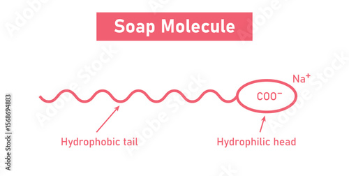 Soap Molecule structure. Hydrophobic tail and hydrophilic head.