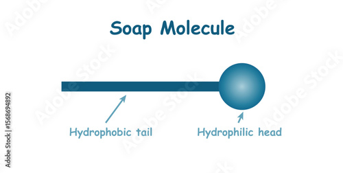 Soap Molecule structure. Hydrophobic tail and hydrophilic head.