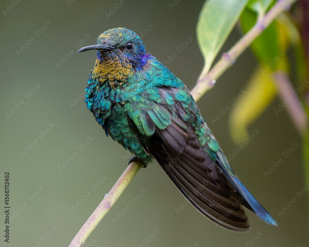 Obraz premium Lesser Violetear