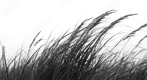 Windswept grass in grayscale
