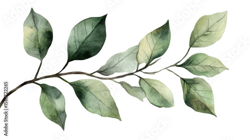 Elegant watercolor green leafy branch with hand painted foliage in botanical style isolated on white background