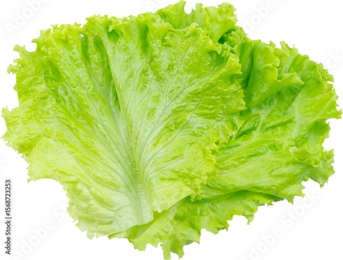 Photos Lettuce Leaf Isolated From Background