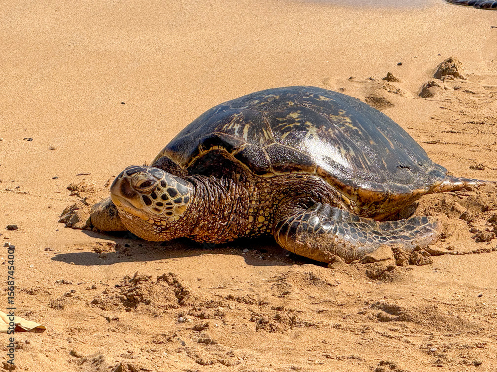 Fototapeta premium turtle on the beach
