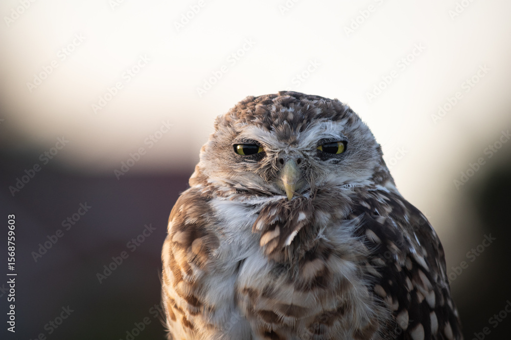 Obraz premium Burrowing Owl (Athene cunicularia) Staring Intently at the Camera. Sunset on the Vast Pampas Grasslands of Buenos Aires, Argentina