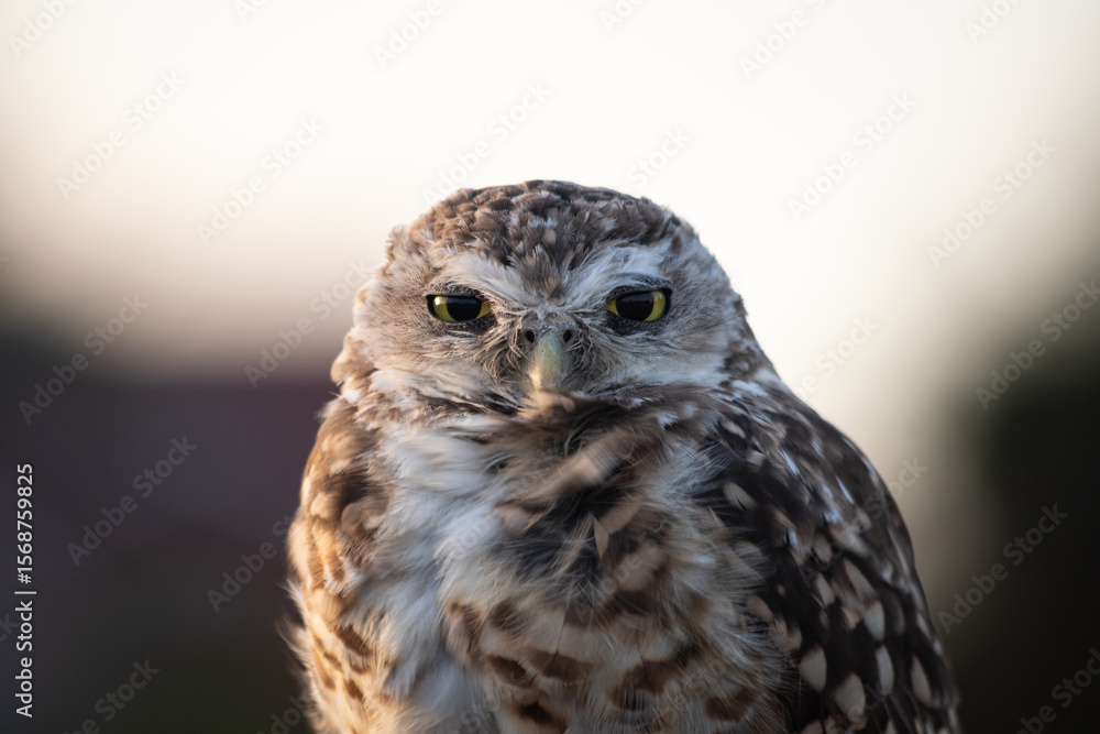 Fototapeta premium Burrowing Owl (Athene cunicularia) Staring Intently at the Camera. Sunset on the Vast Pampas Grasslands of Buenos Aires, Argentina