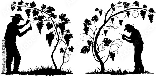 Silhouetted Vineyard Workers Harvesting Grapes for Wine Production