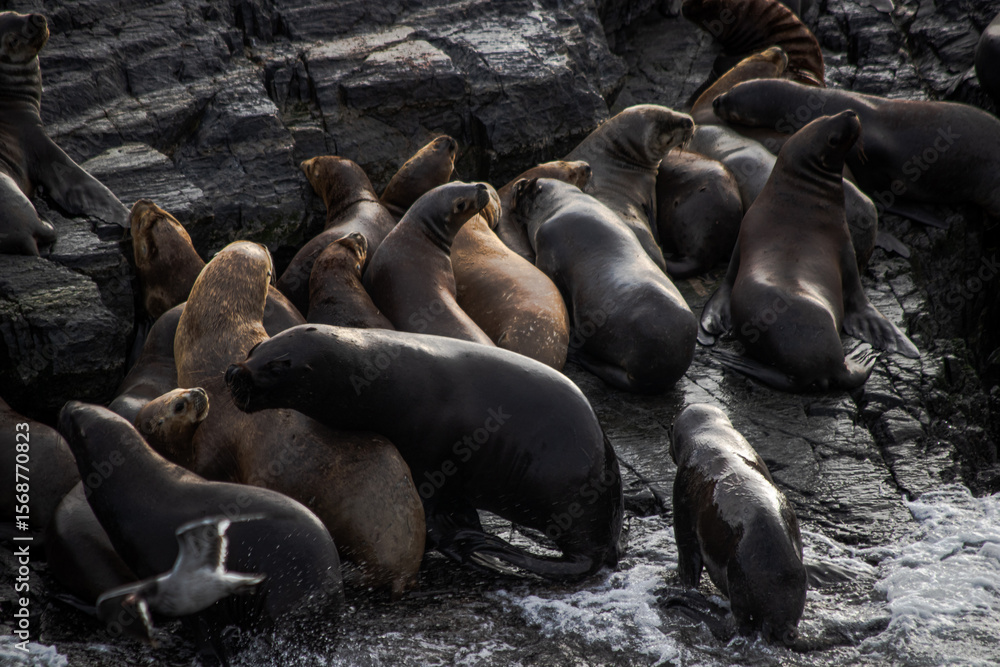 Fototapeta premium South America Sea Lion (Otaria flavescens) Colony Resting on Rugged Patagonian Rocks in Ushuaia, Tierra del Fuego, Argentina.