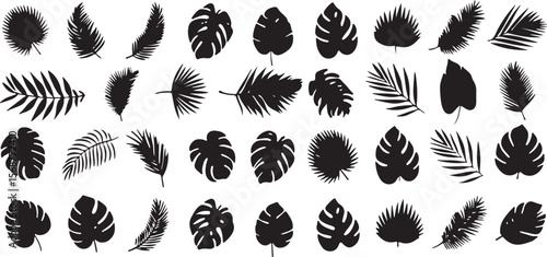 Collection of black silhouette various tropical leaves on white background