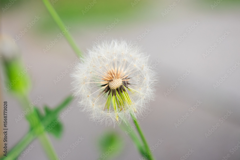 Fototapeta premium Close-up of delicate dandelion puffball with fine white seeds on green stem, minimal nature concept with soft blurred background