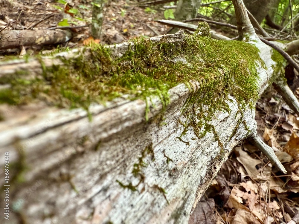 Moss Tendrils on Weathered Wood — Wilderness Inspiration Moss Tendrils on Weathered Wood — Wilderness Inspiration