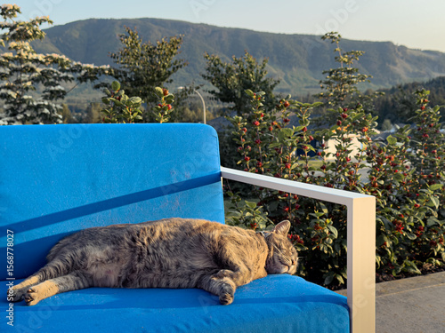 Lazy house cat resting in the summer sun