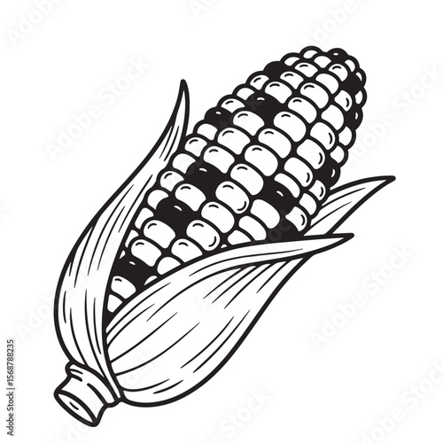 Vintage art illustration of a fresh corn on the cob isolated on a white background for agricultural and culinary designs